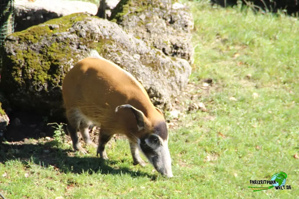 Pinselohrschwein im Zoo Salzburg - 2020