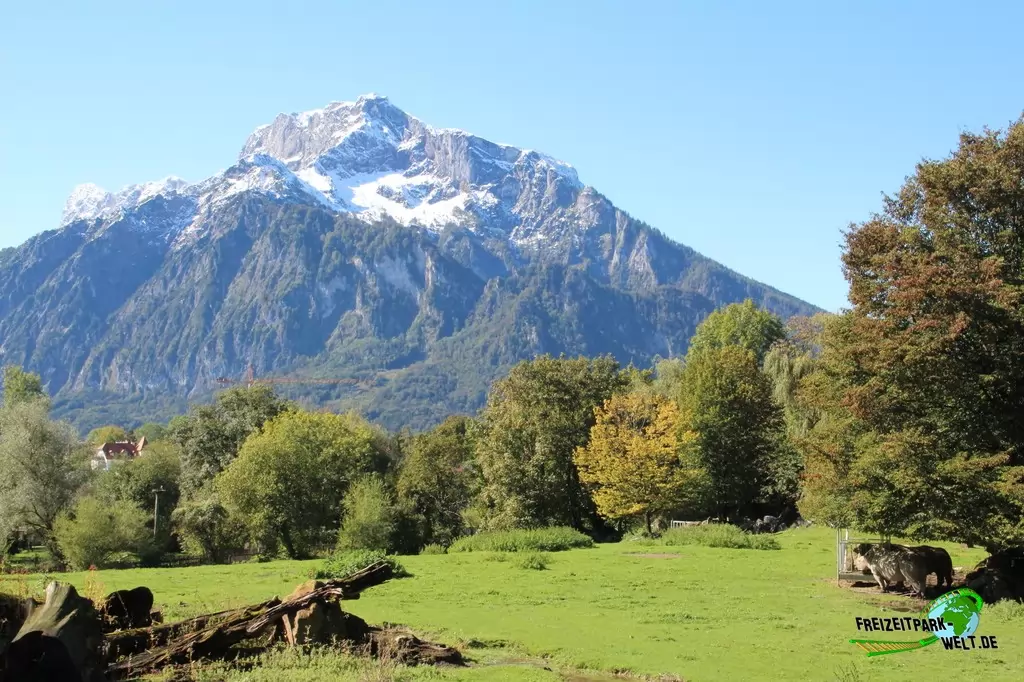 Nashorn im Zoo Salzburg - 2020: Auch traumhafte Ausblicke auf die Salzburger Bergwelt gibt es im Zoo Salzburg immer wieder. Im Vordergrund erkennbar: Das weitläufige Nashorn-Gehege