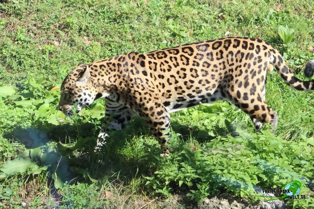 Gepard im Zoo Salzburg - 2020