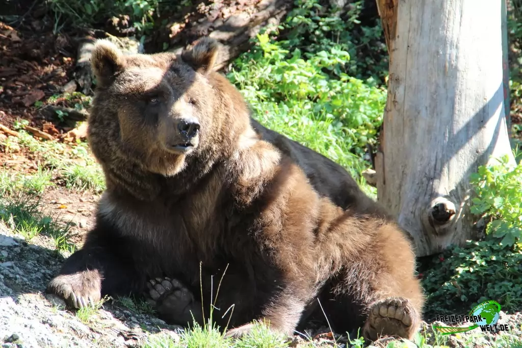 Braunbär im Zoo Salzburg - 2020