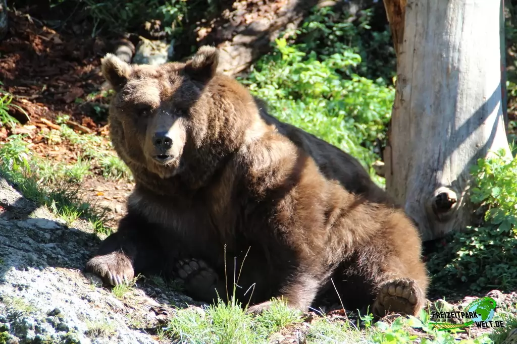 Braunbär im Zoo Salzburg - 2020