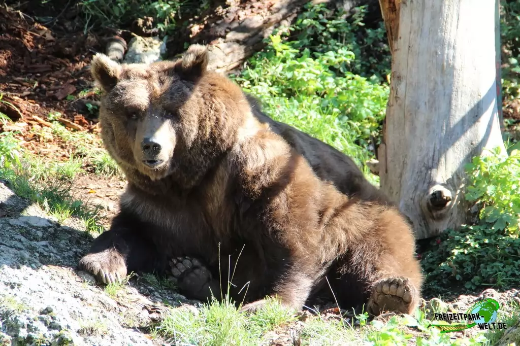Braunbär im Zoo Salzburg - 2020