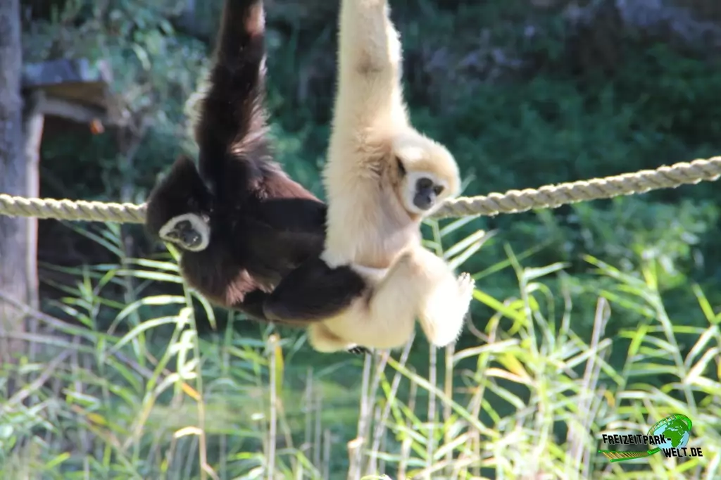 Weißhandgibbon im Zoo Salzburg - 2020