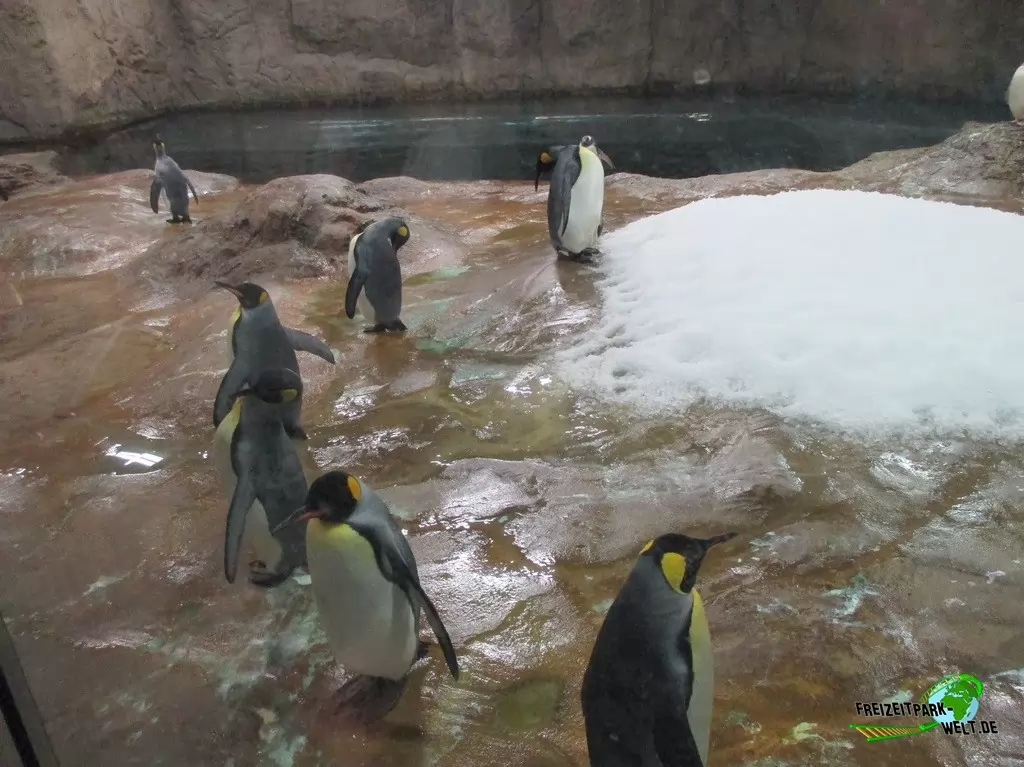 Königspinguine im Zoo Wuppertal - 2015