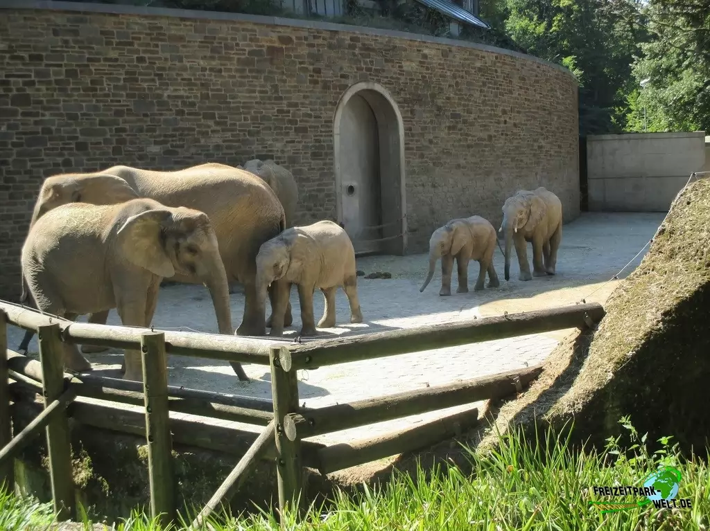 Afrikanischer Elefant im Zoo Wuppertal - 2015