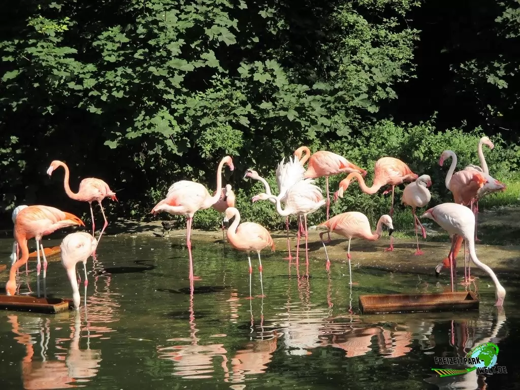 Chile-Flamingo im Zoo Wuppertal - 2015