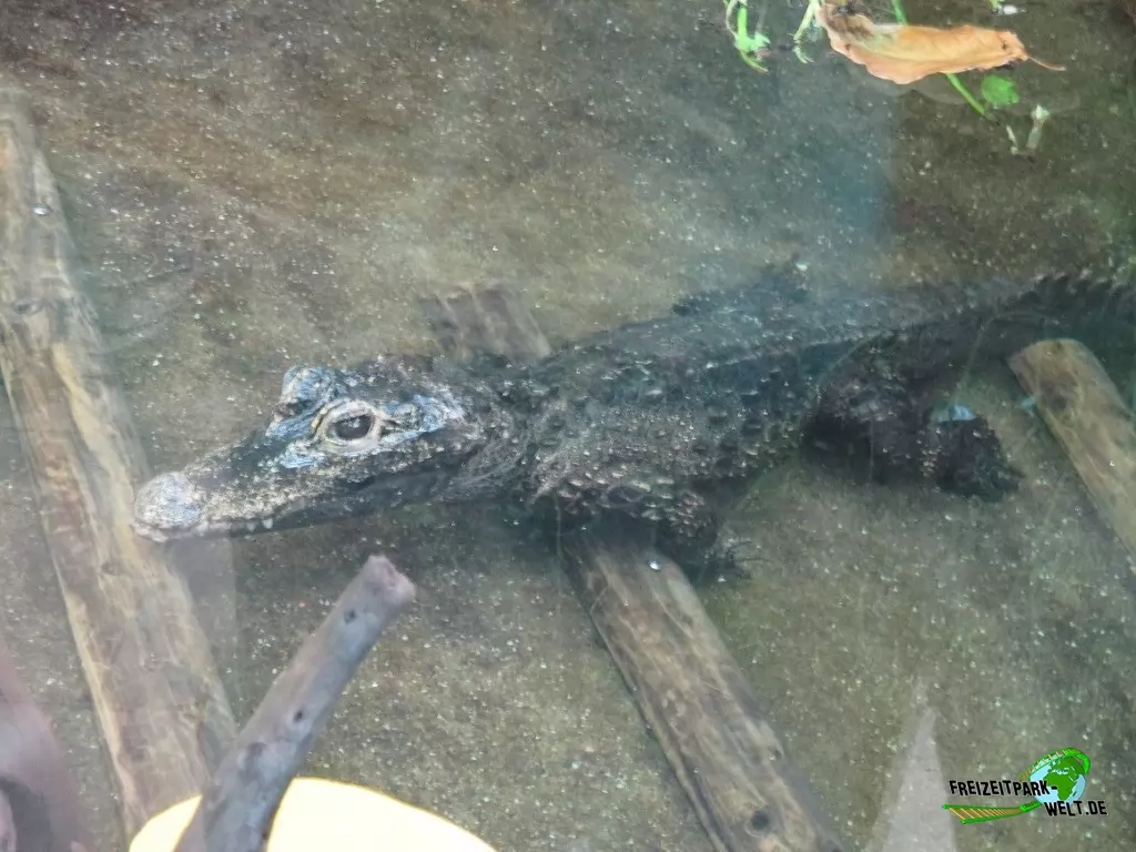 Westafrikanisches Stumpfkrokodil im Zoo Wuppertal - 2015