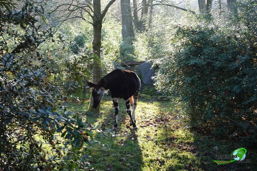 Okapi im Zoo Wuppertal - 2024