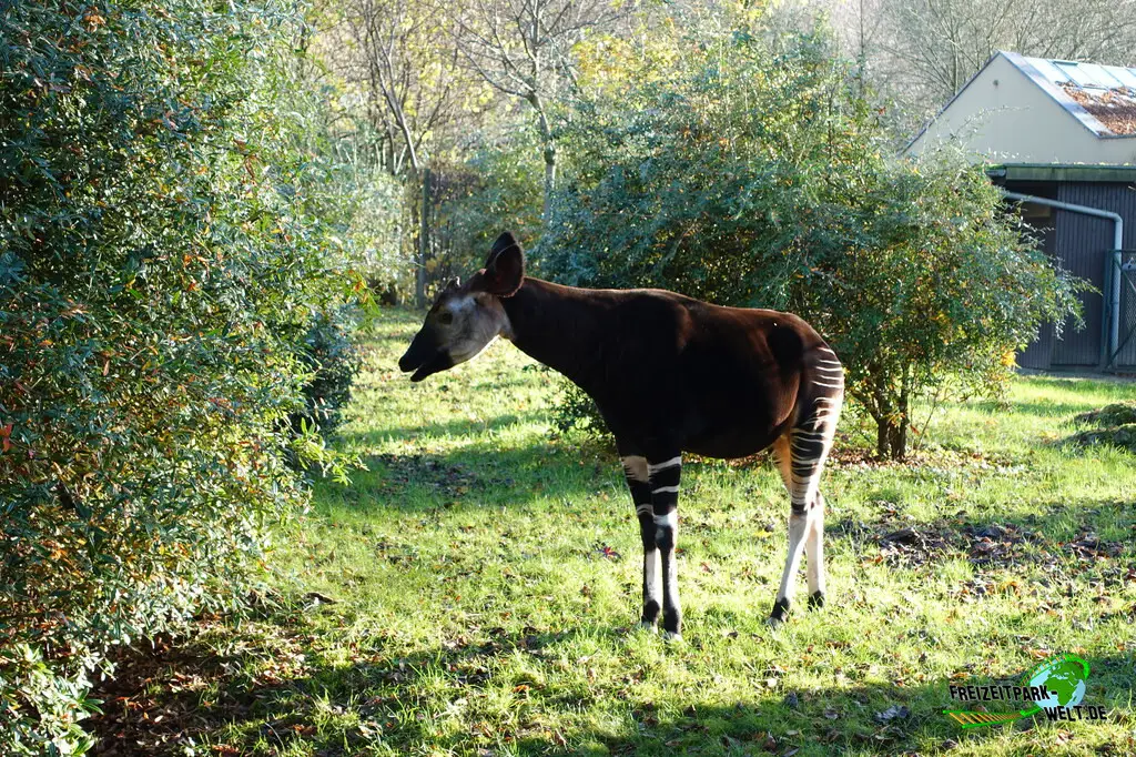 Okapi im Zoo Wuppertal - 2024