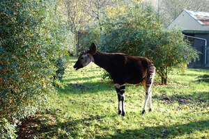 Mini-Galerie Zoo Wuppertal Foto 3