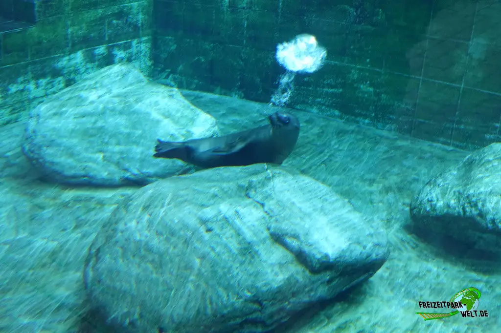 Seelöwe im Zoo Wuppertal - 2024