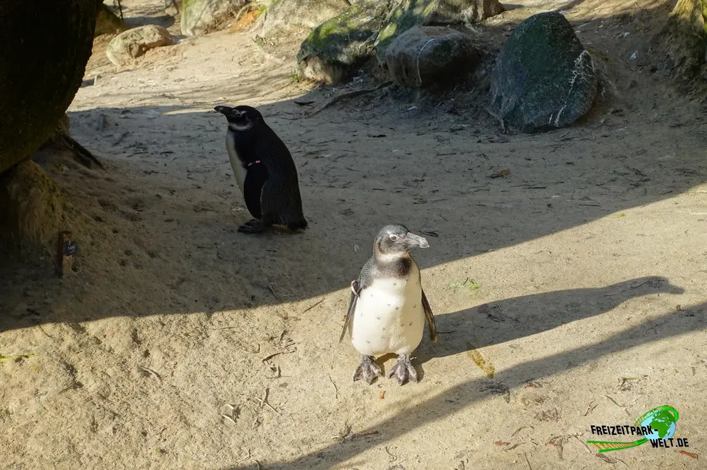 Brillenpinguine im Zoo Wuppertal - 2024
