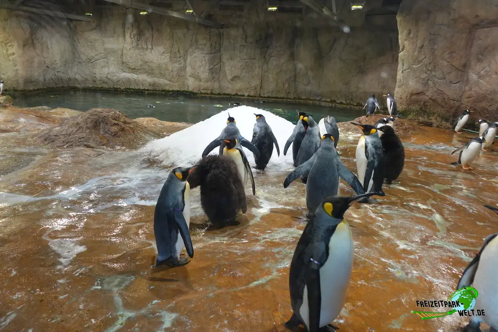 Königspinguine im Zoo Wuppertal - 2024