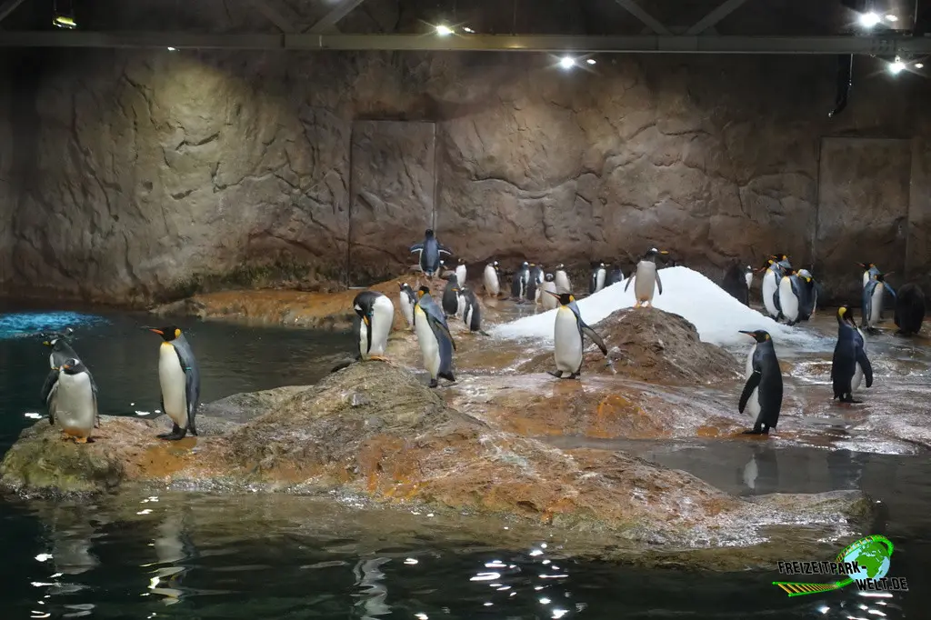 Königspinguine im Zoo Wuppertal - 2024