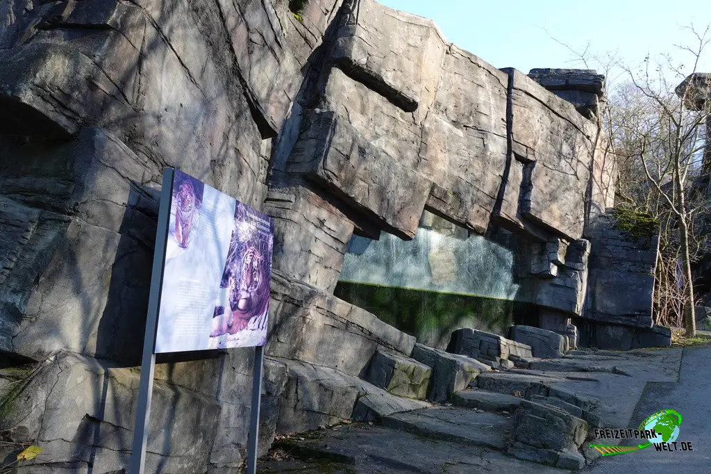 Sibirischer Tiger im Zoo Wuppertal - 2024