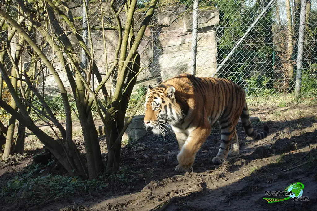 Sibirischer Tiger im Zoo Wuppertal - 2024