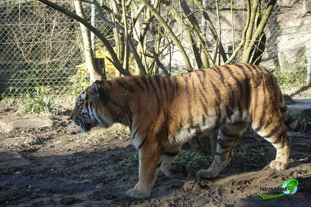 Sibirischer Tiger im Zoo Wuppertal - 2024