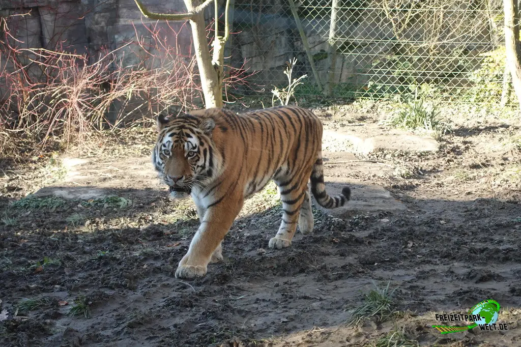 Sibirischer Tiger im Zoo Wuppertal - 2024