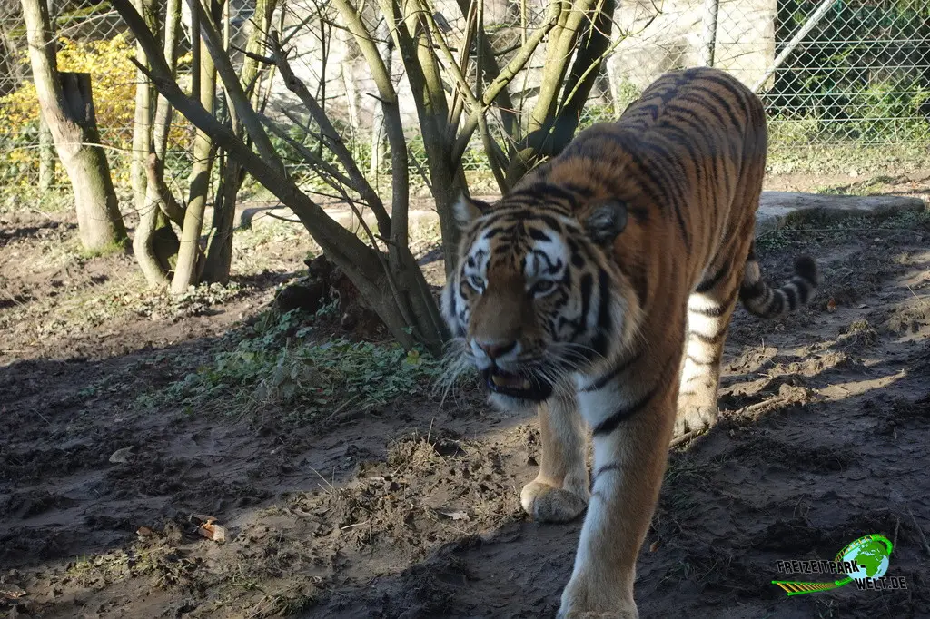 Sibirischer Tiger im Zoo Wuppertal - 2024