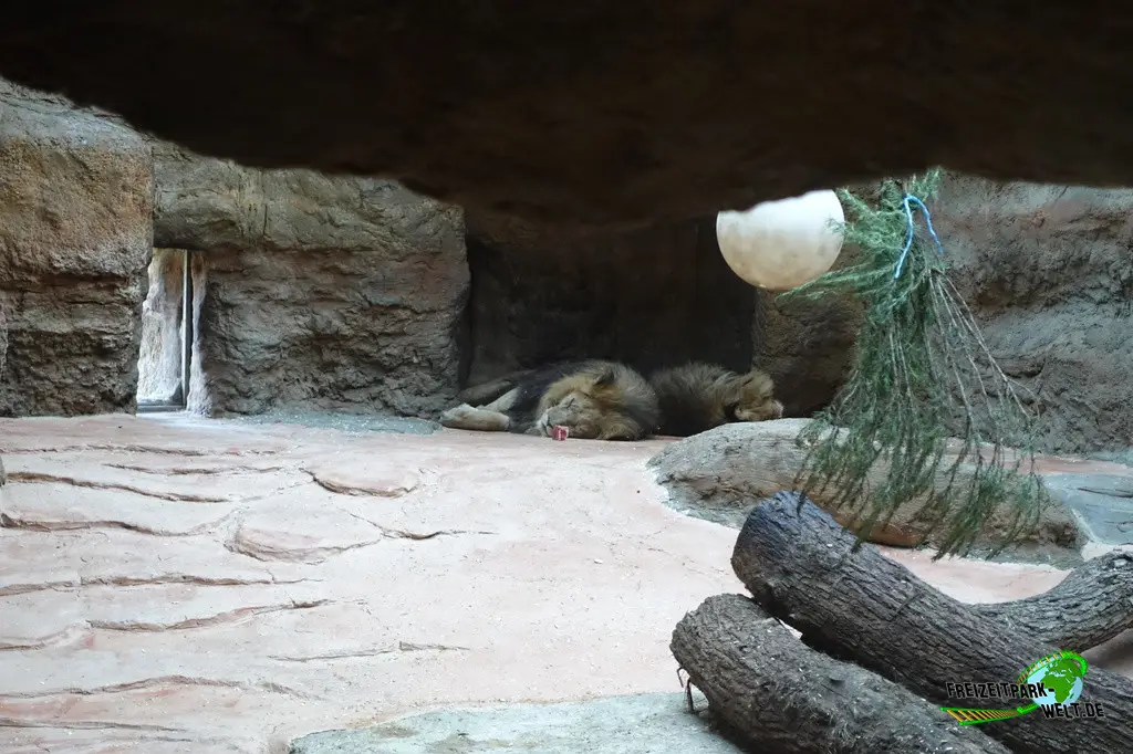 Asiatischer Löwe im Zoo Wuppertal - 2024