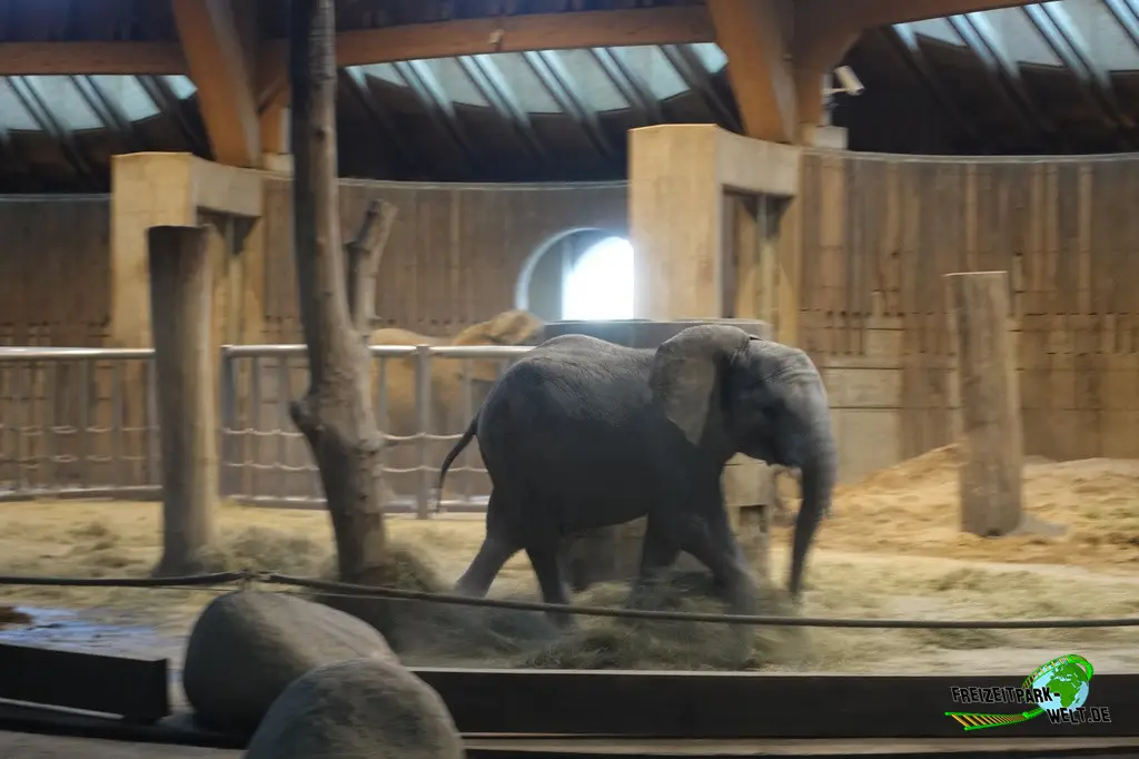 Afrikanischer Elefant im Zoo Wuppertal - 2024