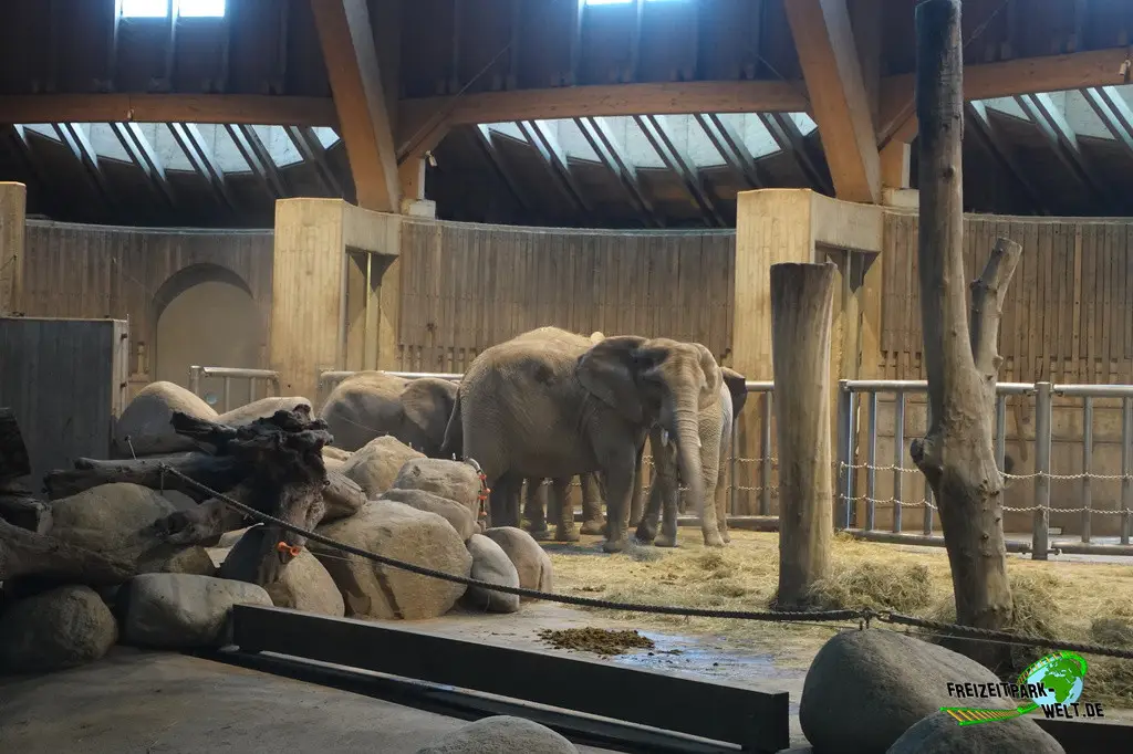 Afrikanischer Elefant im Zoo Wuppertal - 2024