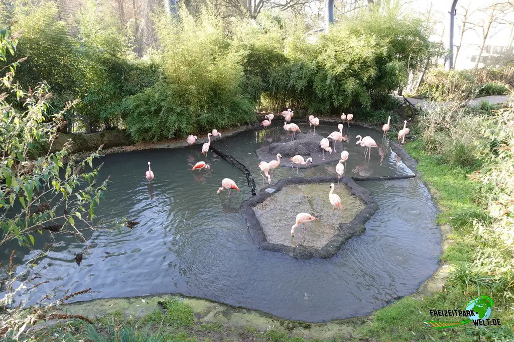 Chile-Flamingo im Zoo Wuppertal - 2024