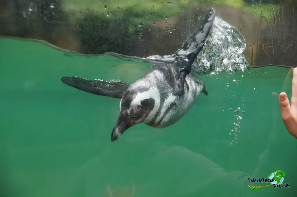 Brillenpinguine im Zoo Wuppertal - 2015