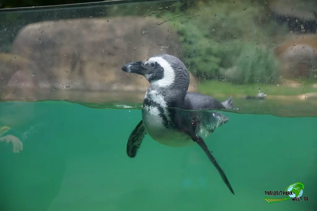 Brillenpinguine im Zoo Wuppertal - 2015