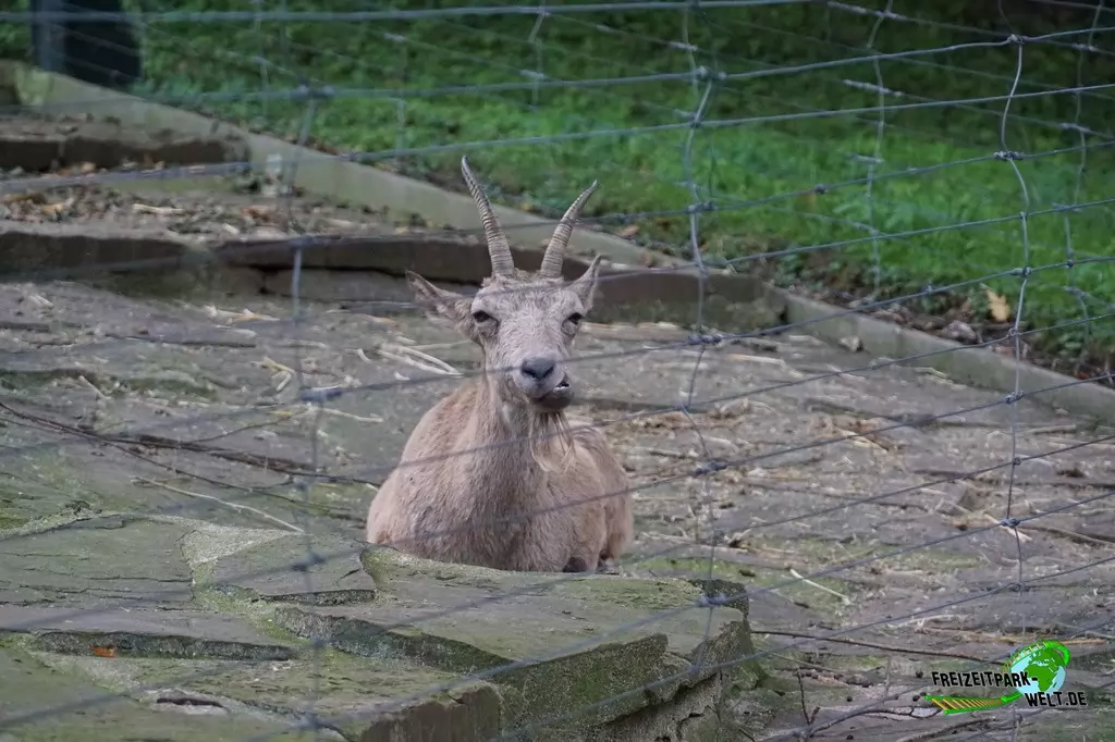 Sibirischer Steinbock im Zoo Wuppertal - 2015
