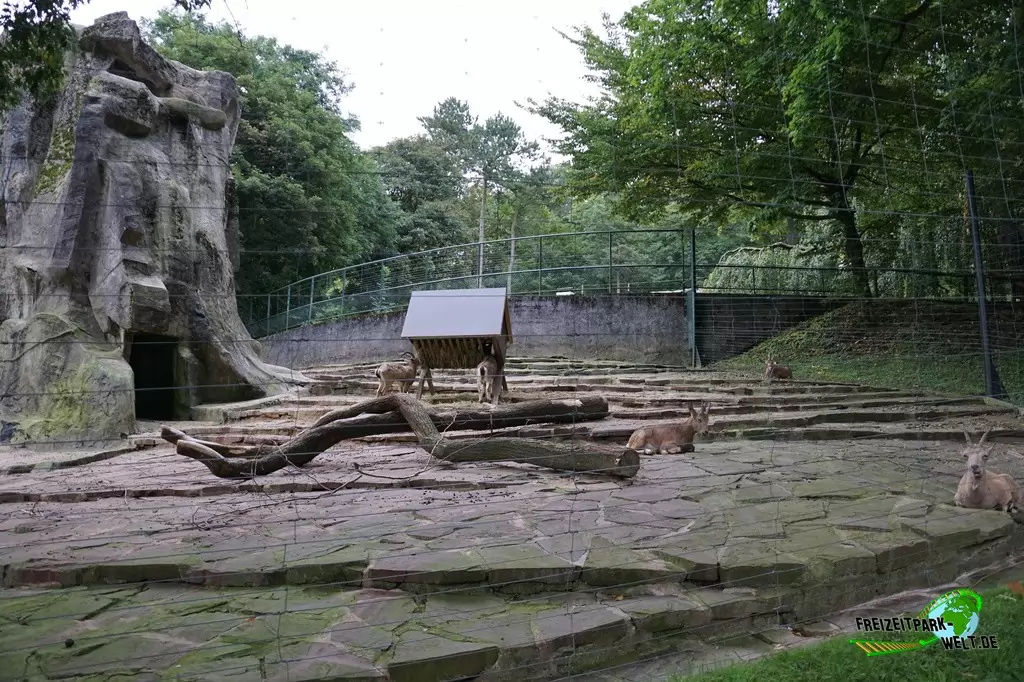 Sibirischer Steinbock im Zoo Wuppertal - 2015: Das Gehege der Steinböcke