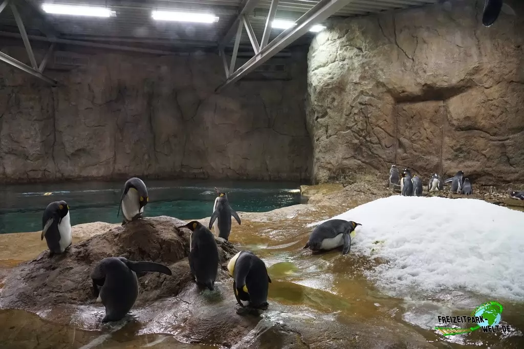 Königspinguine im Zoo Wuppertal - 2015
