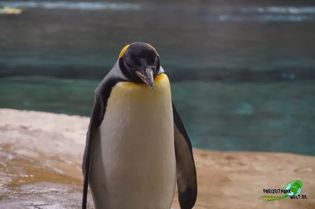 Königspinguine im Zoo Wuppertal - 2015