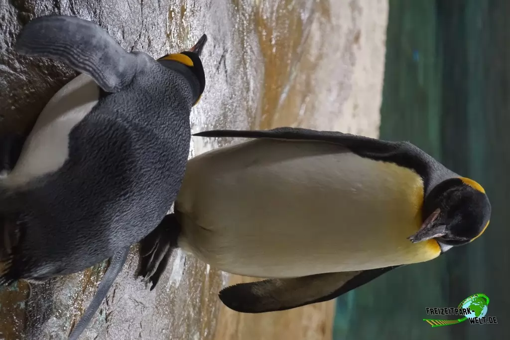 Königspinguine im Zoo Wuppertal - 2015