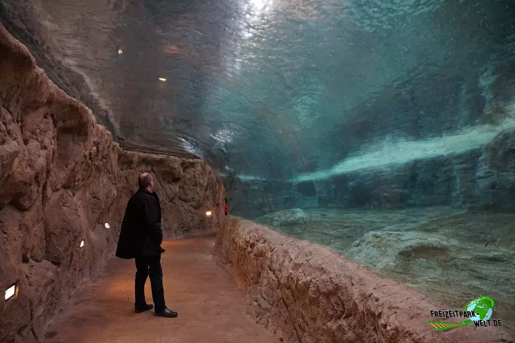 Königspinguine im Zoo Wuppertal - 2015