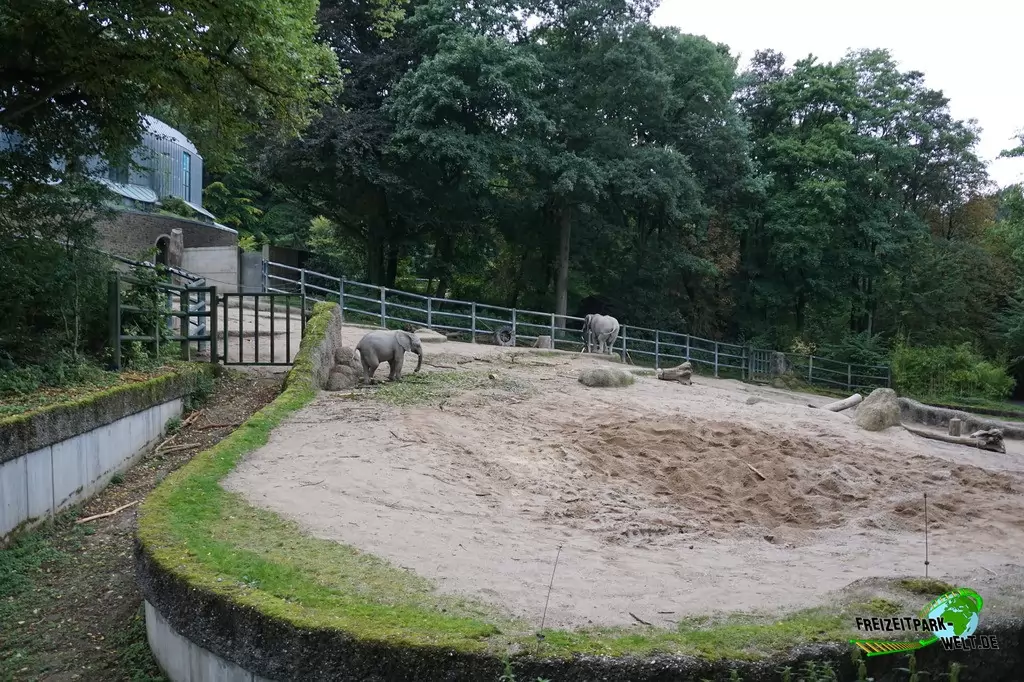Afrikanischer Elefant im Zoo Wuppertal - 2015