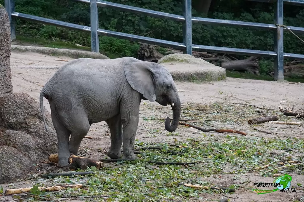 Afrikanischer Elefant im Zoo Wuppertal - 2015