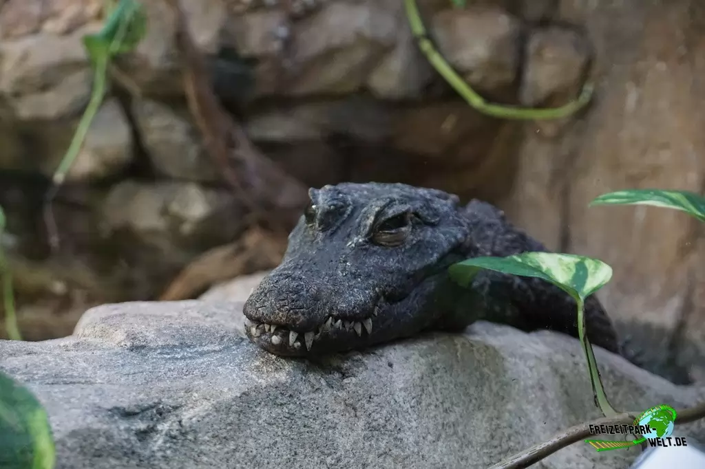 Westafrikanisches Stumpfkrokodil im Zoo Wuppertal - 2015