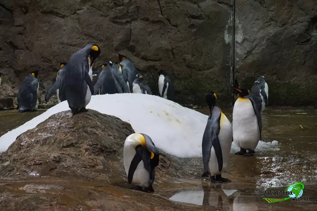 Königspinguine im Zoo Wuppertal - 2016