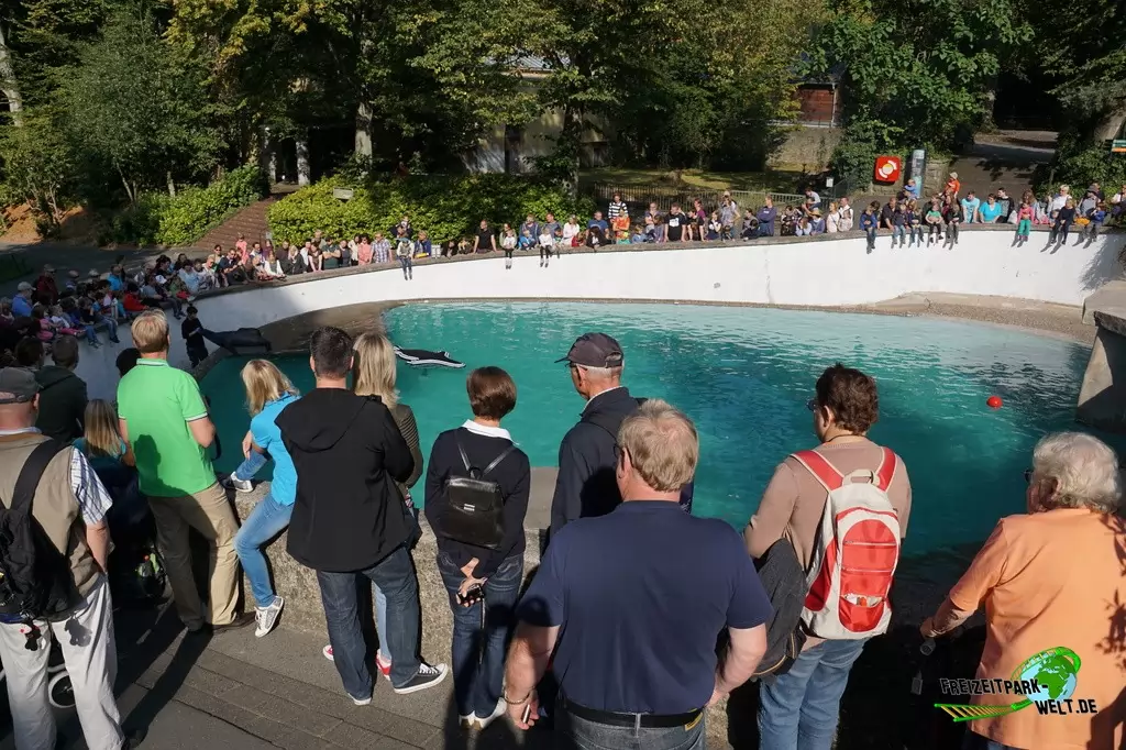 Seelöwe im Zoo Wuppertal - 2016
