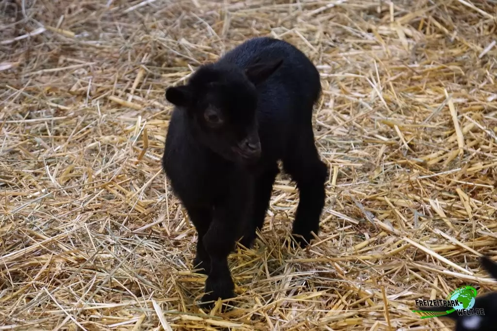 Afrikanische Zwergziege im Zoo Wuppertal - 2016