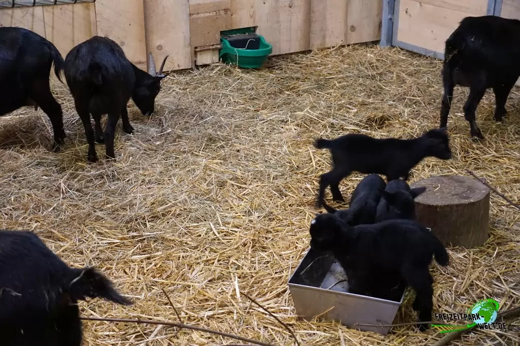 Afrikanische Zwergziege im Zoo Wuppertal - 2016