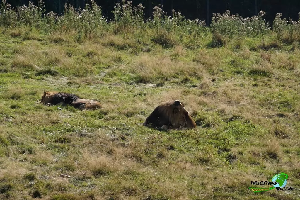 Asiatischer Löwe im Zoo Wuppertal - 2016