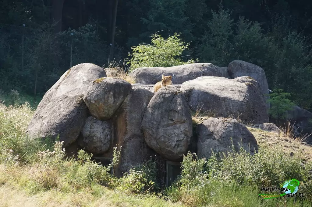 Asiatischer Löwe im Zoo Wuppertal - 2016