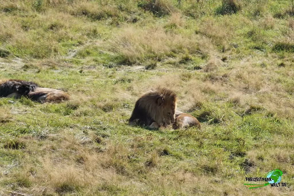 Asiatischer Löwe im Zoo Wuppertal - 2016