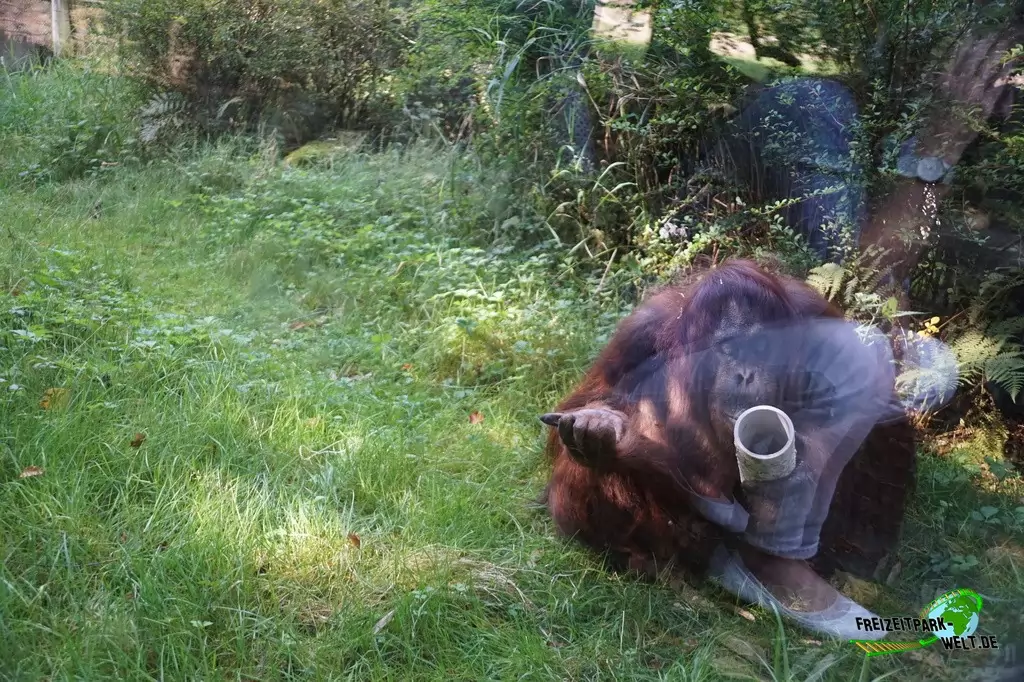 Orang-Utan im Zoo Wuppertal - 2016