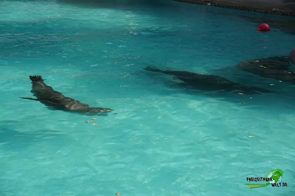 Seelöwe im Zoo Wuppertal - 2016