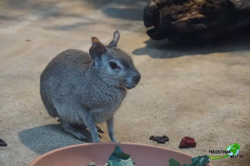 Zwergmara im Zoo Wuppertal - 2017