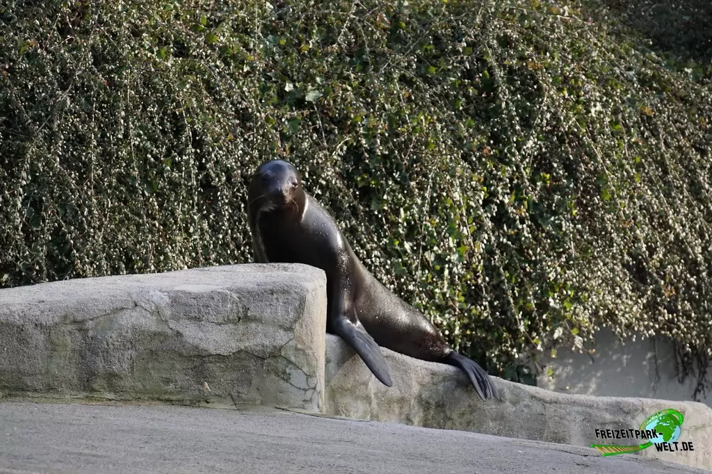 Seelöwe im Zoo Wuppertal - 2017