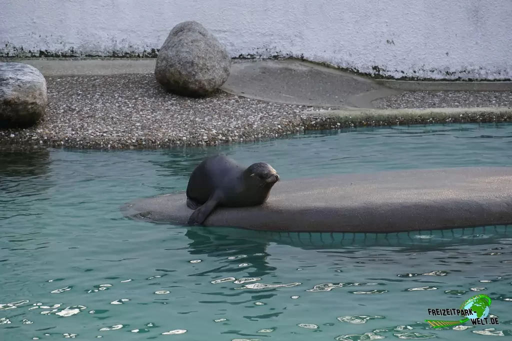 Seelöwe im Zoo Wuppertal - 2017